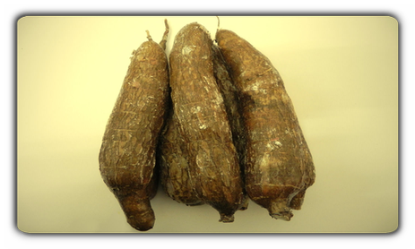 Maniok Cassava